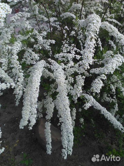 Декоративные кустарники