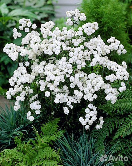 Тысячелистник Жемчужница