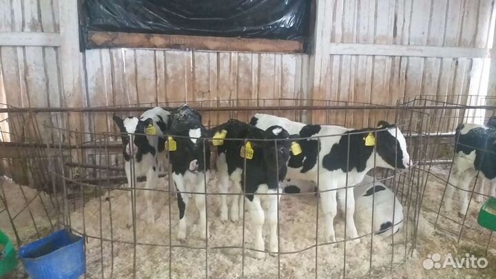 Телята голштино холмогоры от 3х недель