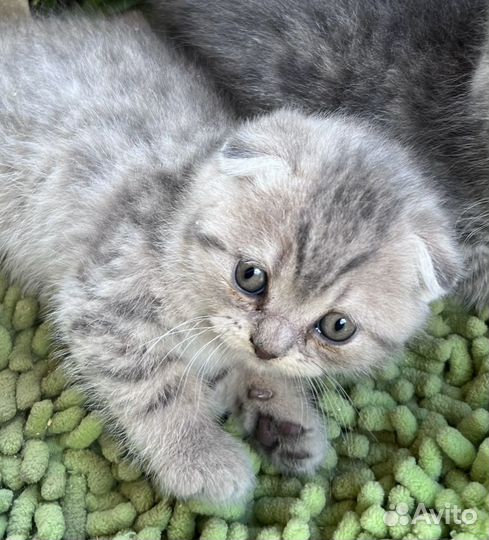 Котята