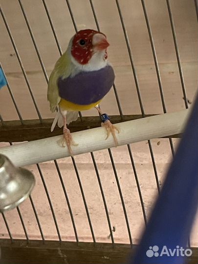 Амадины гульда