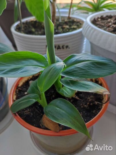 Карликовый банан