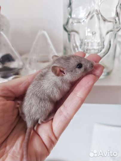 Крысы малыши и подростки