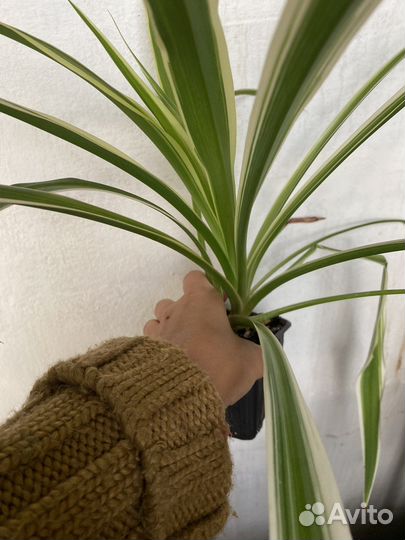 Хлорофитум