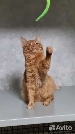 Кошка ищет хозяина