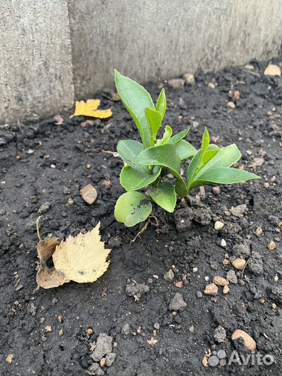 Мандариновые деревья