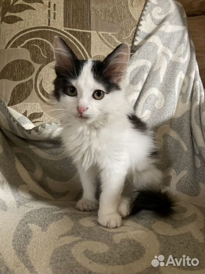 Котята ищут дом