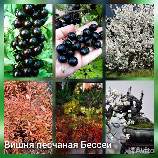 Многолетние садовые растения