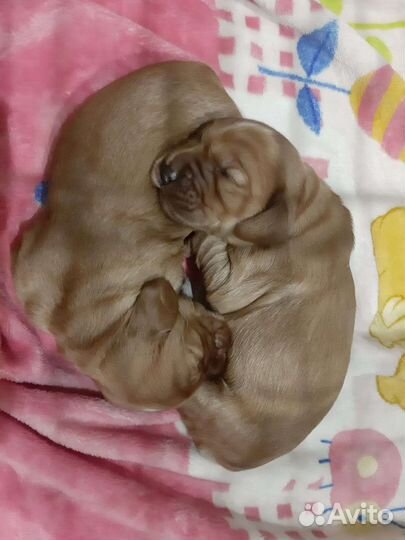 Щенки кокер спаниеля