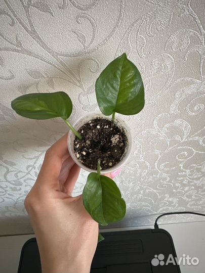 Эпипремнум Глобал Грин