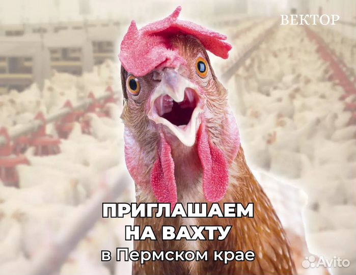 Разнорабочий, вахта с проживанием в Пермском крае