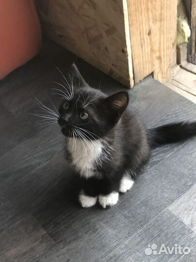 Отдам котенка