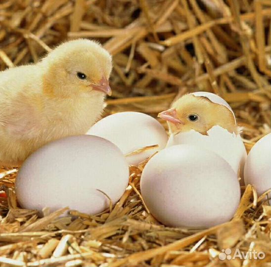 Инкубационное яйцо