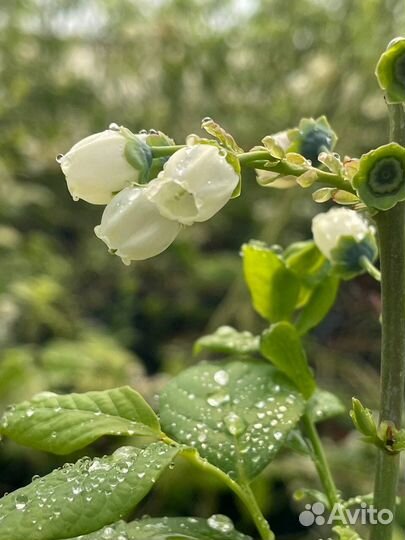 Саженцы голубика Блюкроп