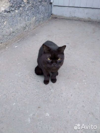 Кот Каспер - нужна семья