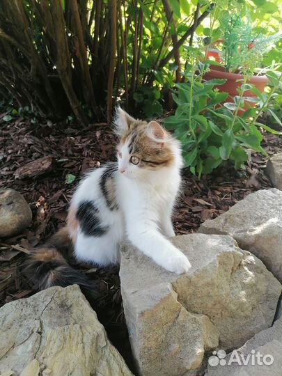 Кошка в дар