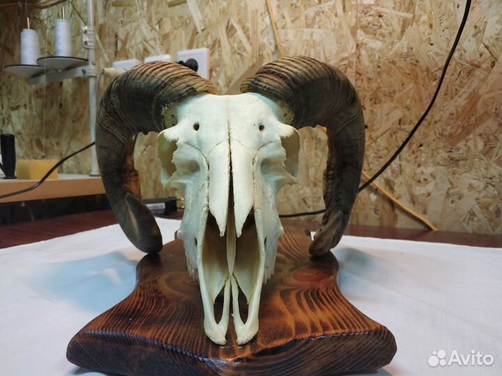 Светильник из черепа барана