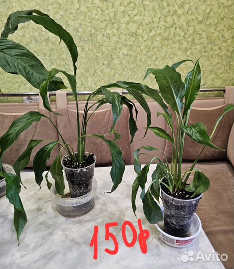 Спатифиллум