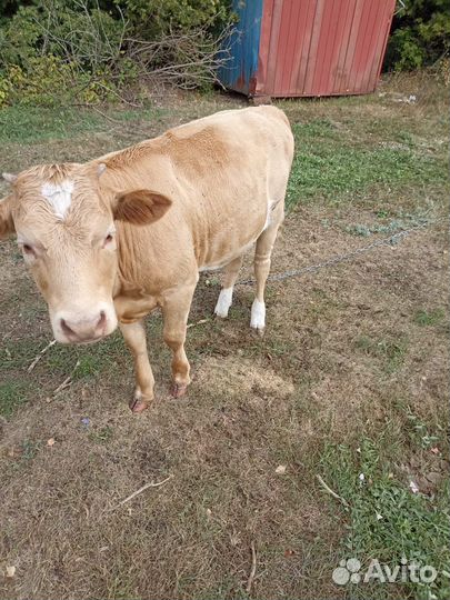 Корова телка