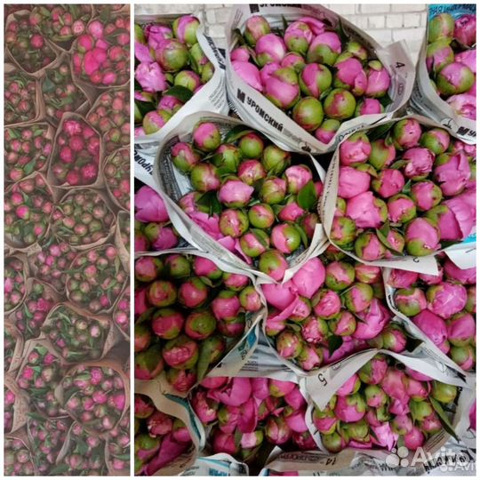 Пионы опт / букеты пионов