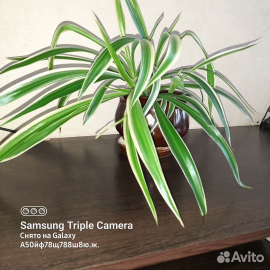 Хлорофитум