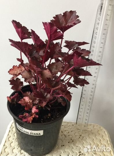 Растения гейхера