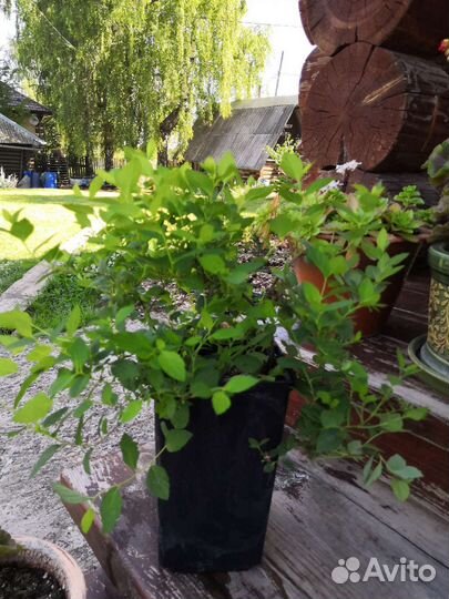 Декоративные кустарники