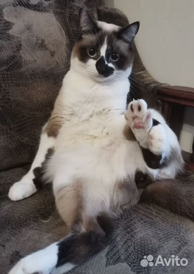 Кошка в дар