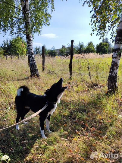 Русско европейская лайка