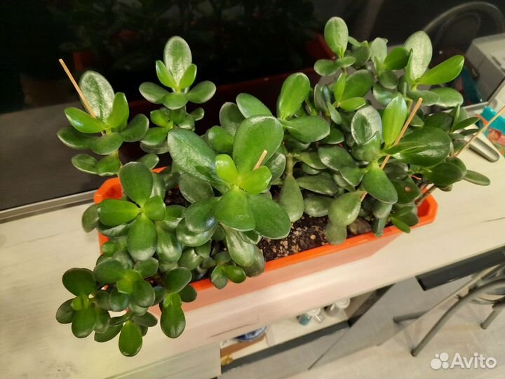 Толстянка в горшке