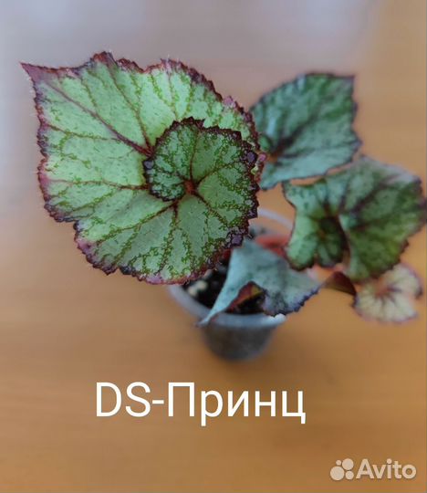 Бегонии DS, часть 1