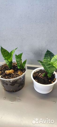 Сансевиерия Ханни