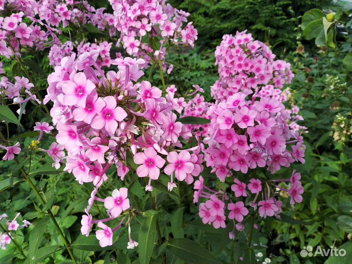 Флоксы, тысячелистник, душевник котовниковый