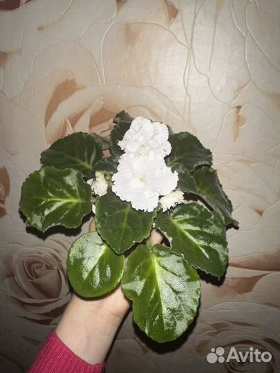 Фиалка белая