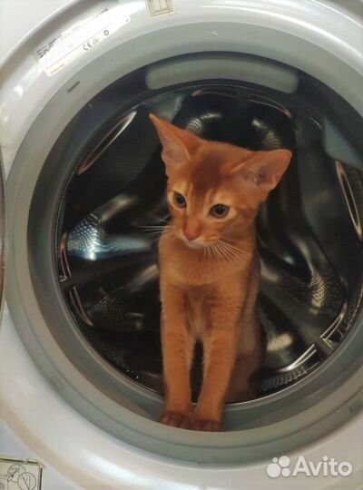 Абиссинская девочка сорель