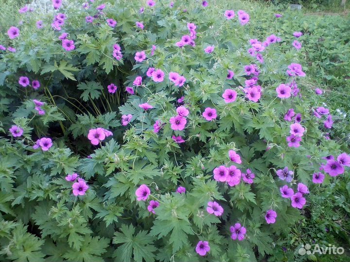 Многолетники: герань(6 сортов), ромашка, кореопсис