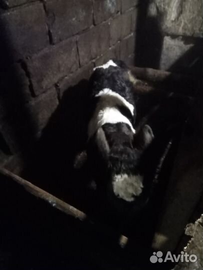 С/х животные