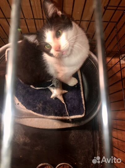 Котенок малыш на счастье