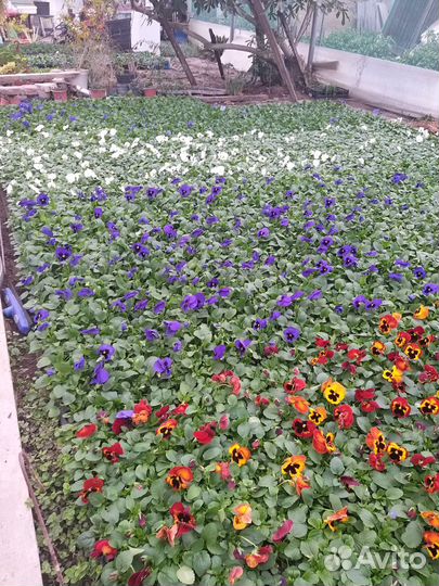 Рассада виолы