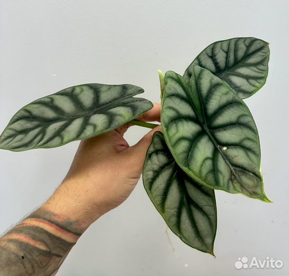 Алоказия сильвер дрэгон серебряный дракон