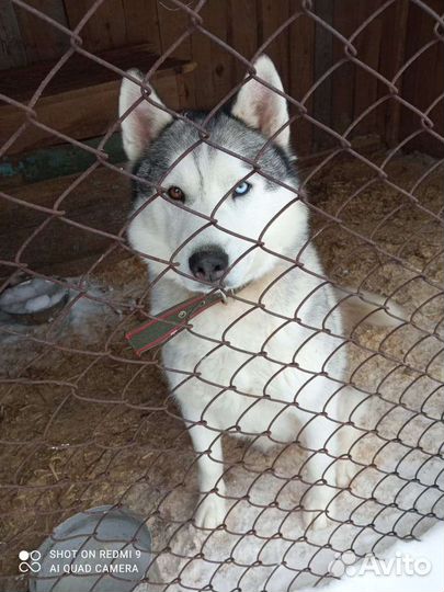 Сибирский хаски, кобель вязка