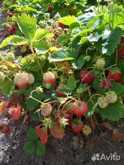 Саженцы клубники,земляники