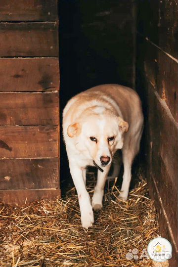 Отличная собака для охраны дома