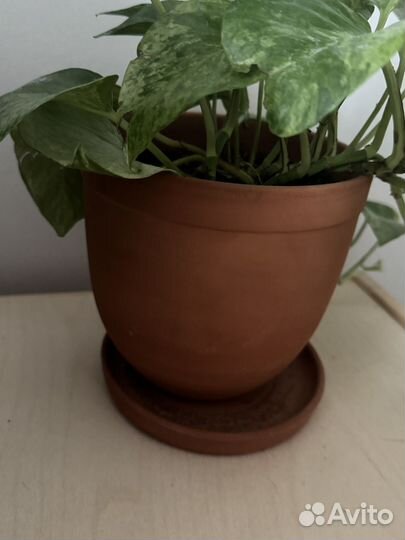 Растение лиана с горшком