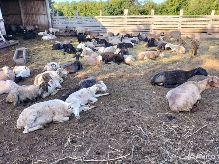 Овцы, бараны