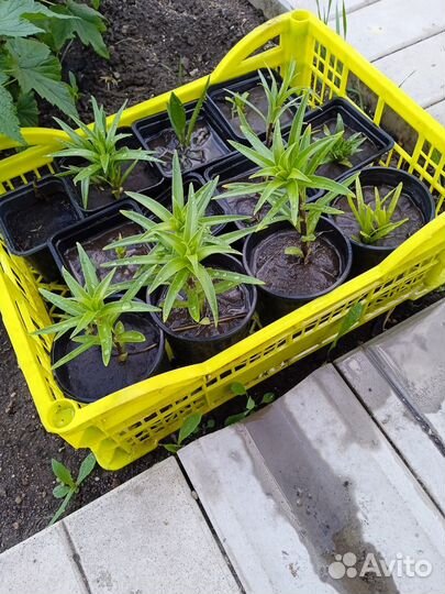 Лилии в горшках