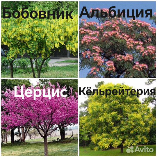 Декоративные деревья