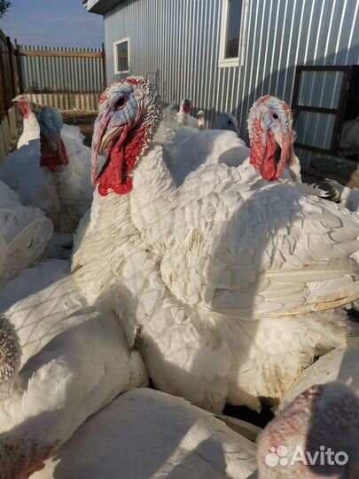 Мясо домашней индейки