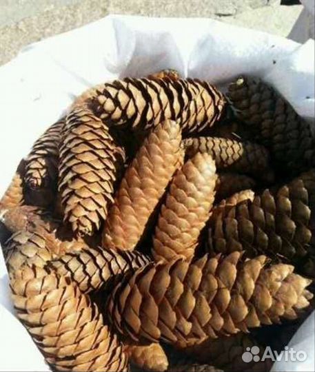 Еловые и сосновые шишки (мульча)