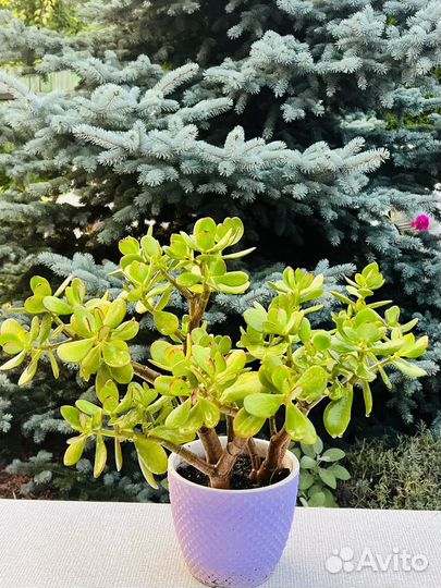 Денежное дерево(толстянка)